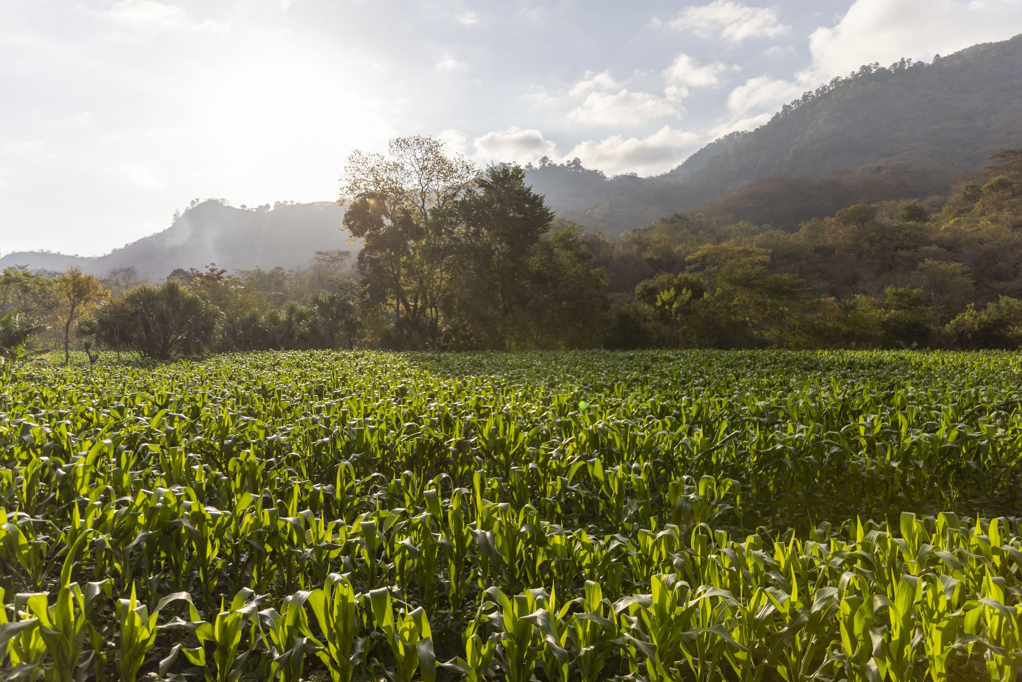 Photos of the landscapes and of Gregorio Perez Garcia, 60, a community leader, farmer and reporter, in Shupa, Guatemala on February 28, 2026. This area is the heart of the dry corridor.