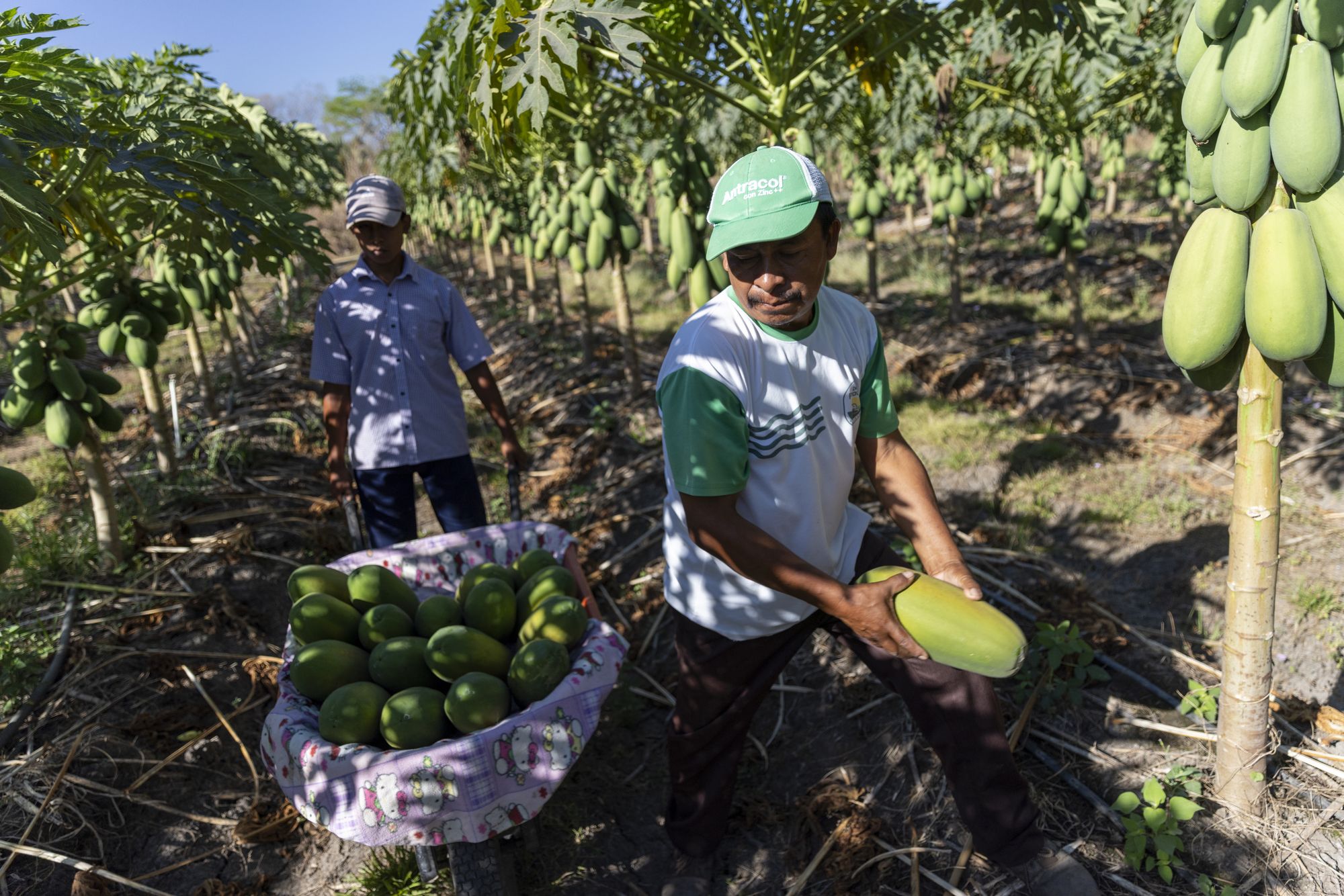 Dimas and Erica Monroy, small coffee producers, working in Comatan, Guatemala on February 28, 2026.