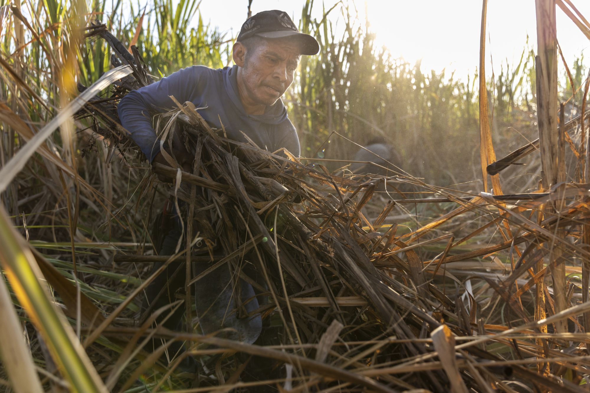 Kekchi men, internal migrant workers from Coban, cutting sugar cane in Santa Ana Company sugar cane fields near Isquintla, Guatemala on March 5, 2026.