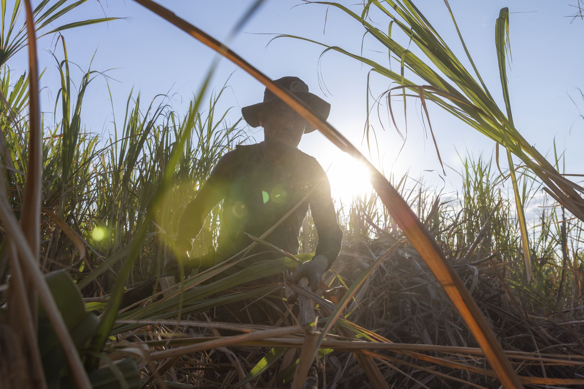 Kekchi men, internal migrant workers from Coban, cutting sugar cane in Santa Ana Company sugar cane fields near Isquintla, Guatemala on March 5, 2026.