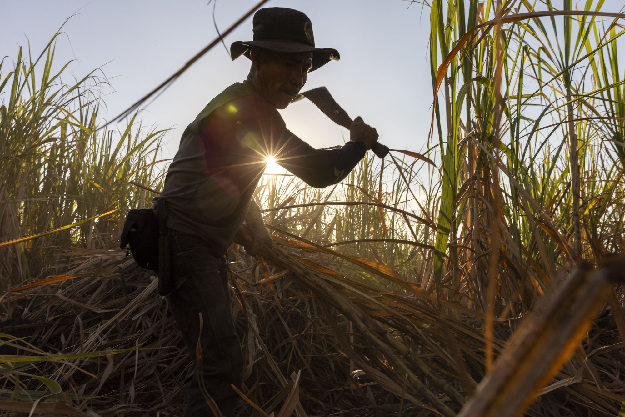 Kekchi men, internal migrant workers from Coban, cutting sugar cane in Santa Ana Company sugar cane fields near Isquintla, Guatemala on March 5, 2026.