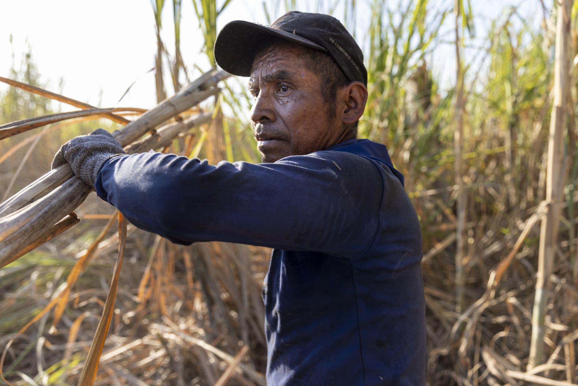 A cutter carries a load of stalks and piles them up nearby. The cutting is one half of the work and the carrying is the other.