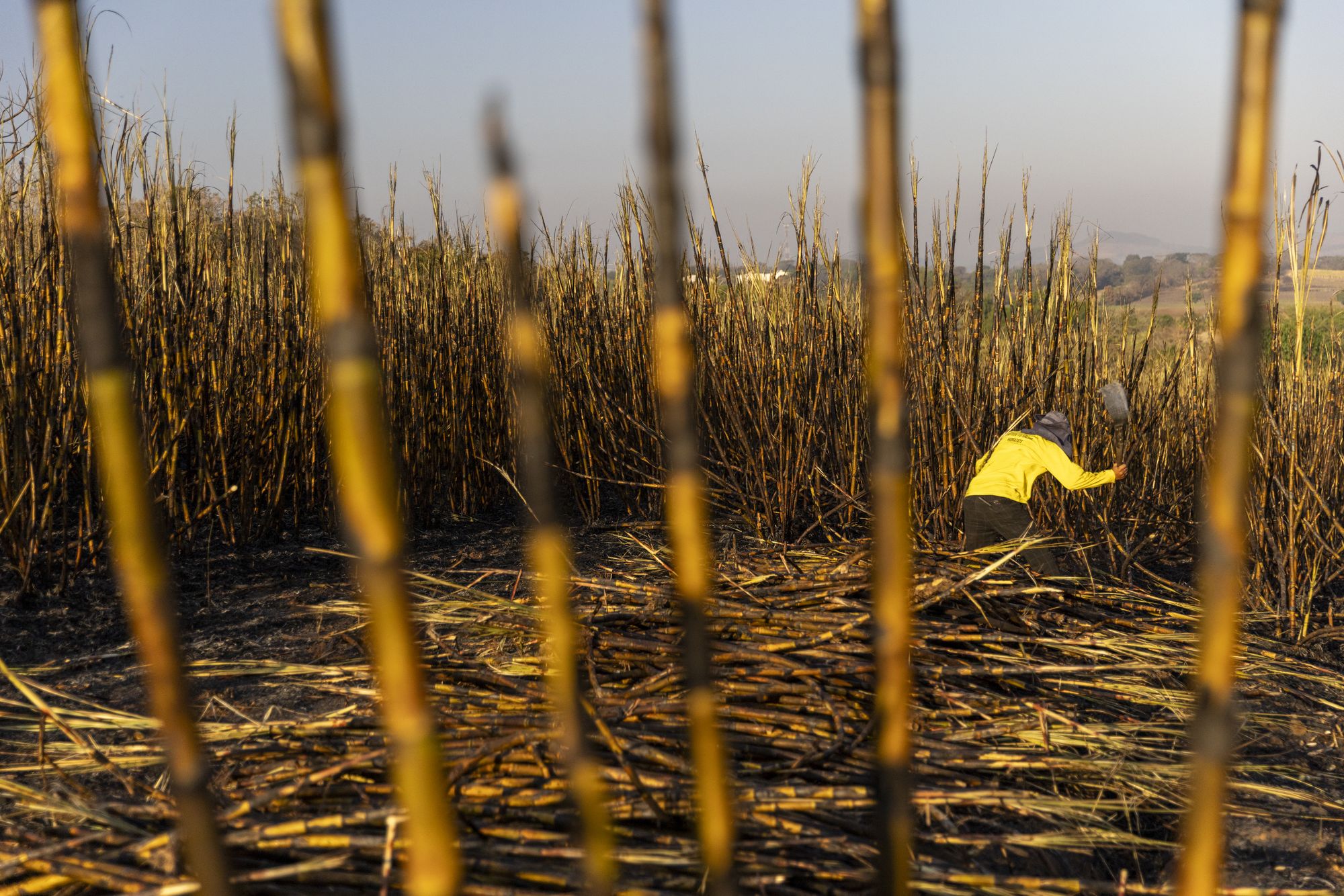 Sugar cane workers participating in La Isla Network's PREP program, which incorporates rest, water and shade into their work routine,  in Guazapa, El Salvador on March 7, 2026.