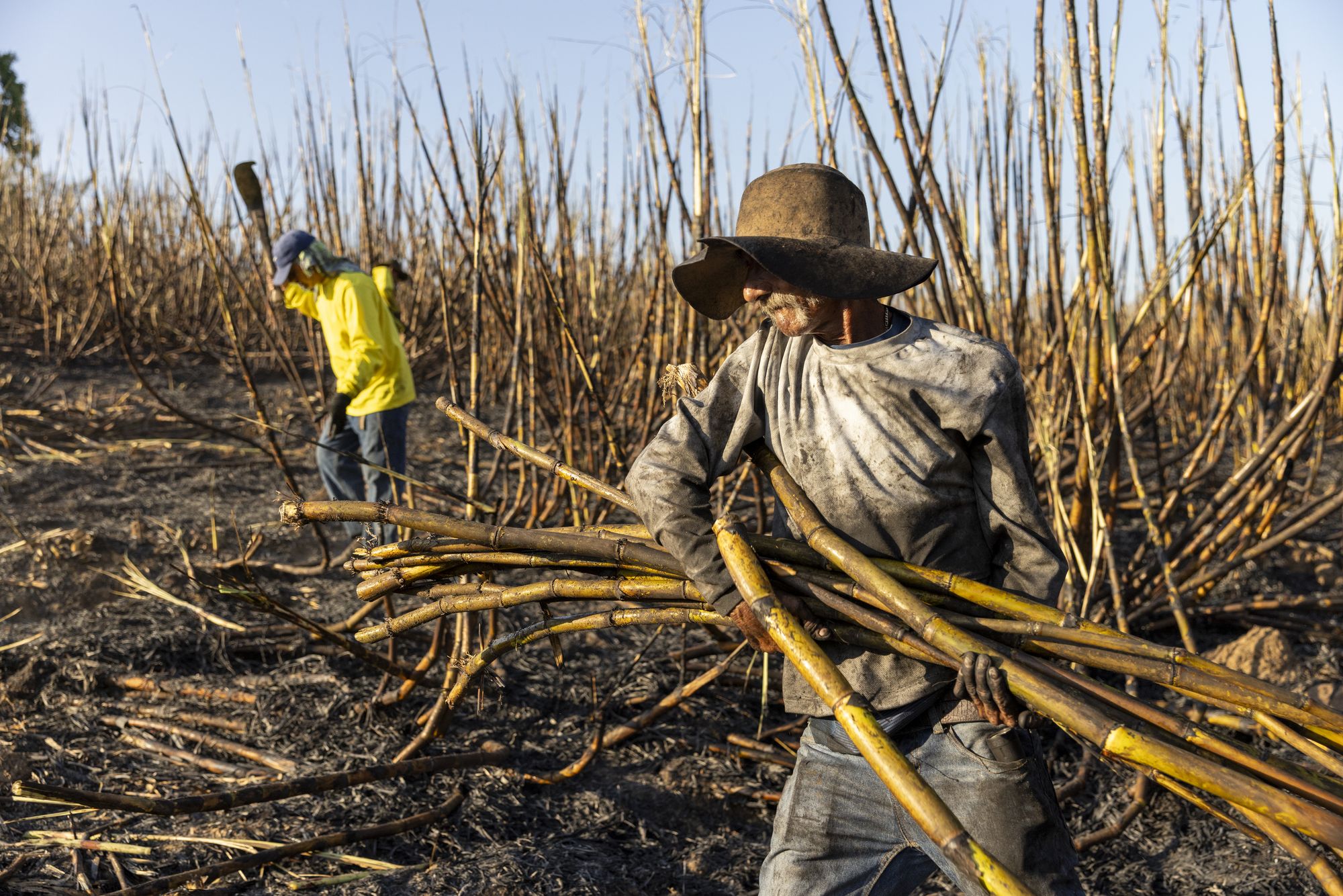 A cutter carries an armful of cane out of a burned field. By mid-shift the ash has caked to the workers' bodies and clothes.