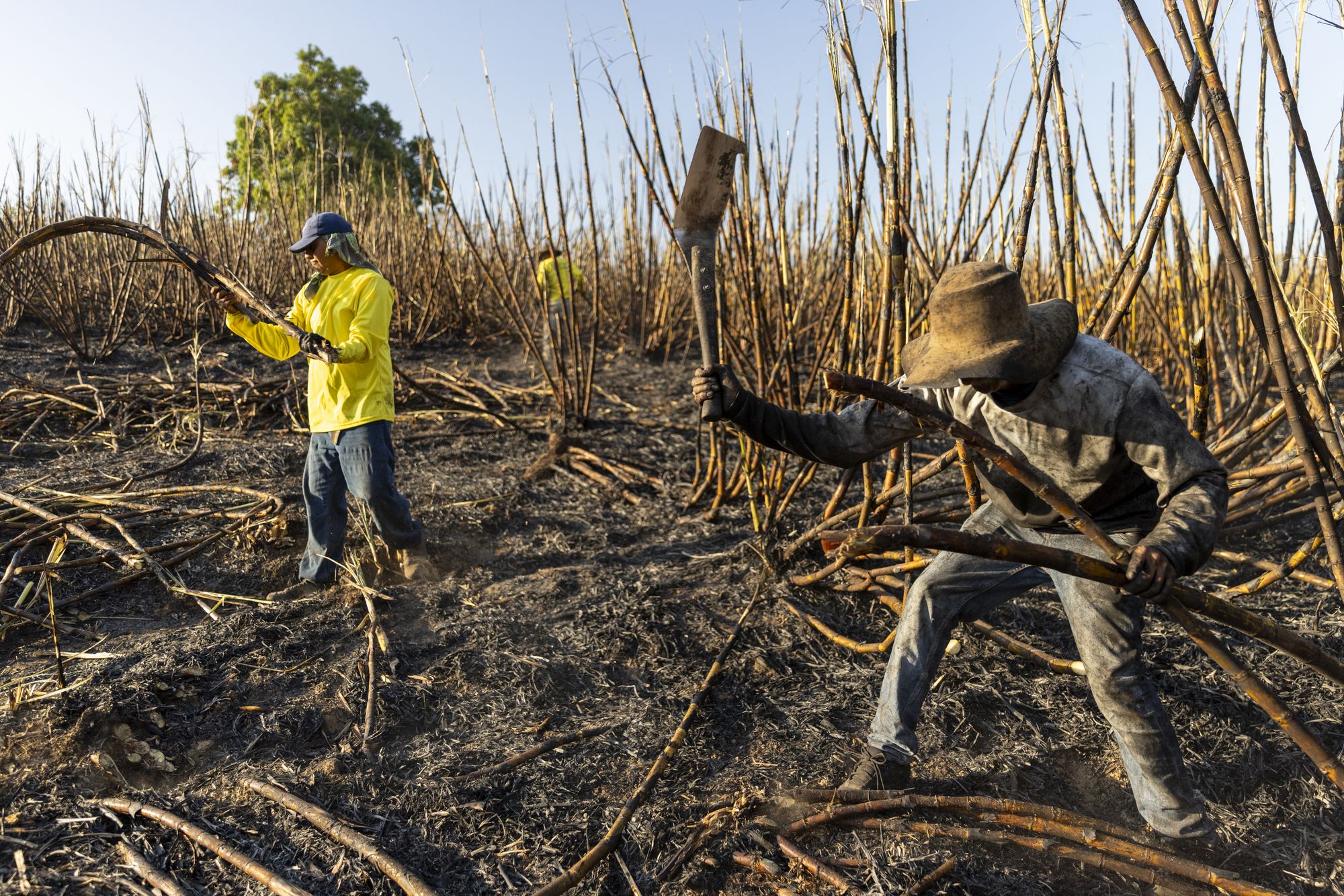 Two cutters work a burned field. The cane is cut at the base, close to the ground, which means bending into every swing.